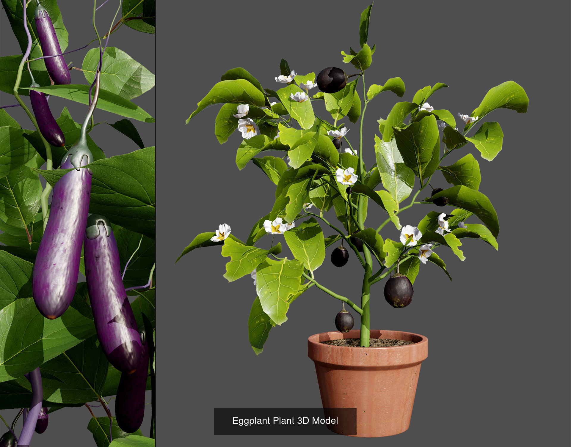 Vegetable Plant 3D Pack 3D Model Collection_15