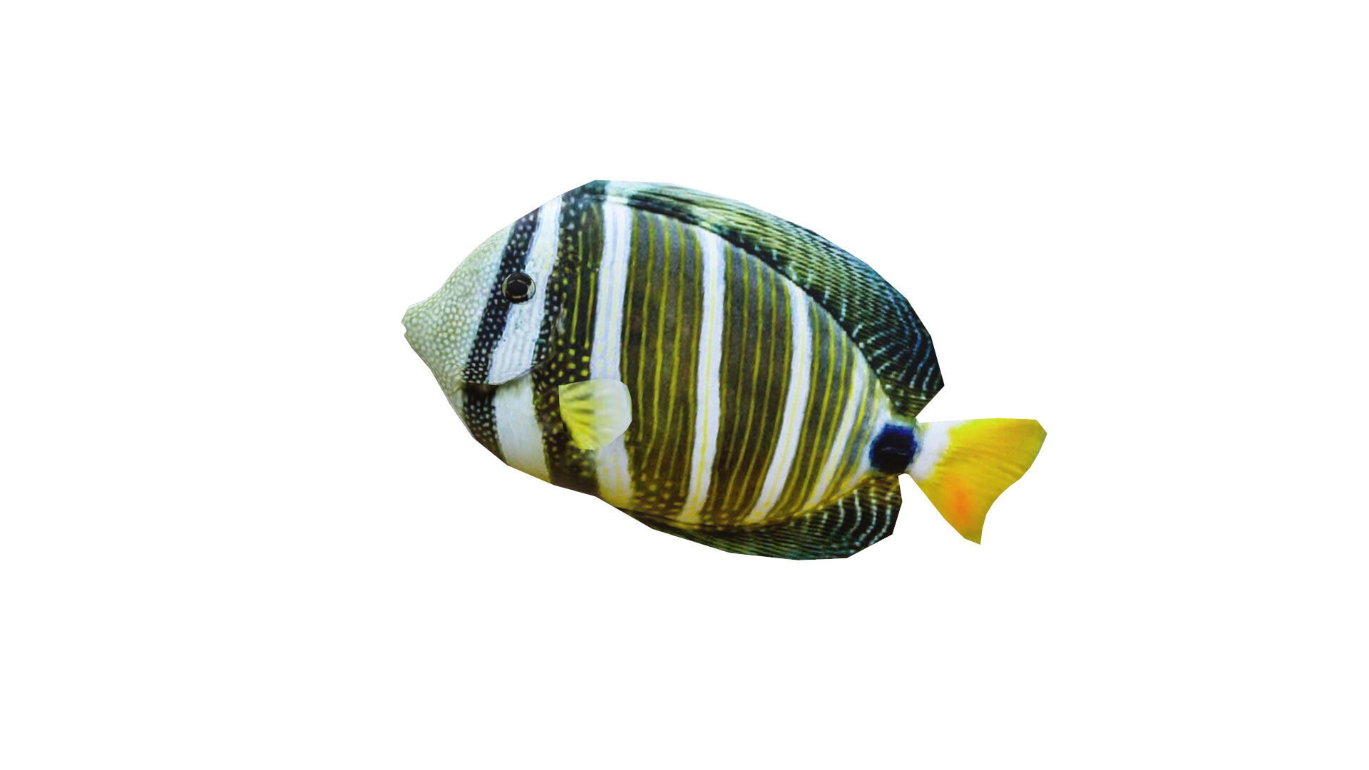 Low-Poly Striped tropical Animated  Low-poly 3D model_2