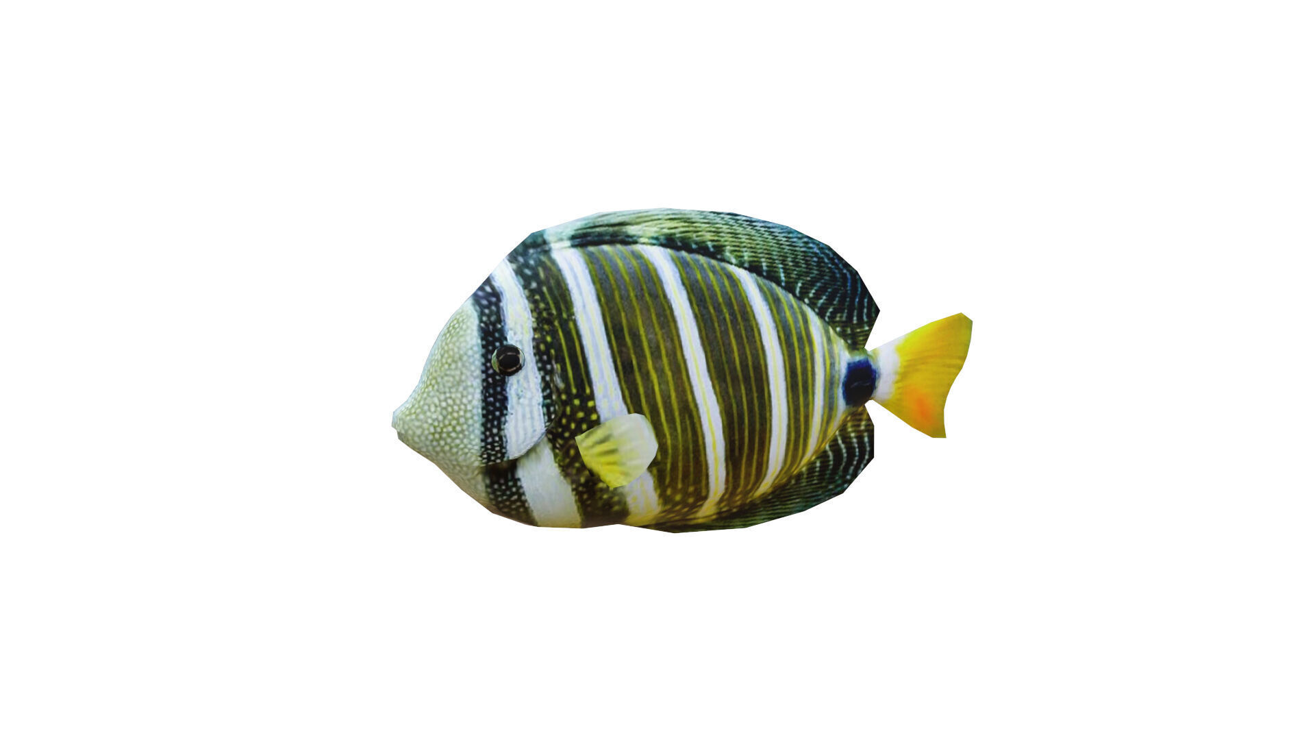 Low-Poly Striped tropical Animated  Low-poly 3D model_1