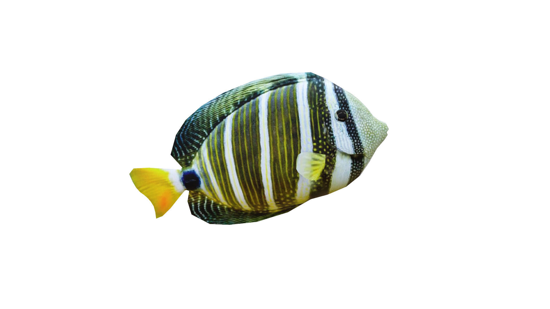 Low-Poly Striped tropical Animated  Low-poly 3D model_6