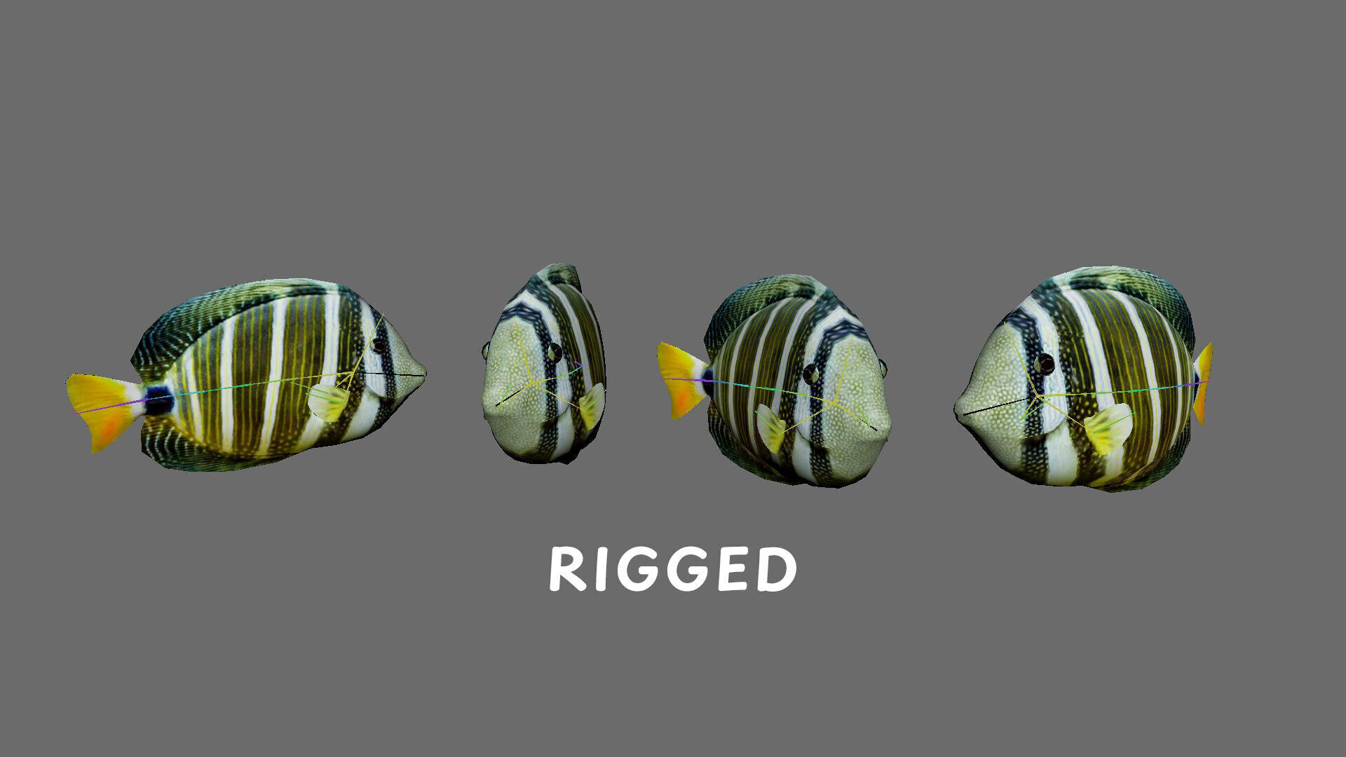 Low-Poly Striped tropical Animated  Low-poly 3D model_7