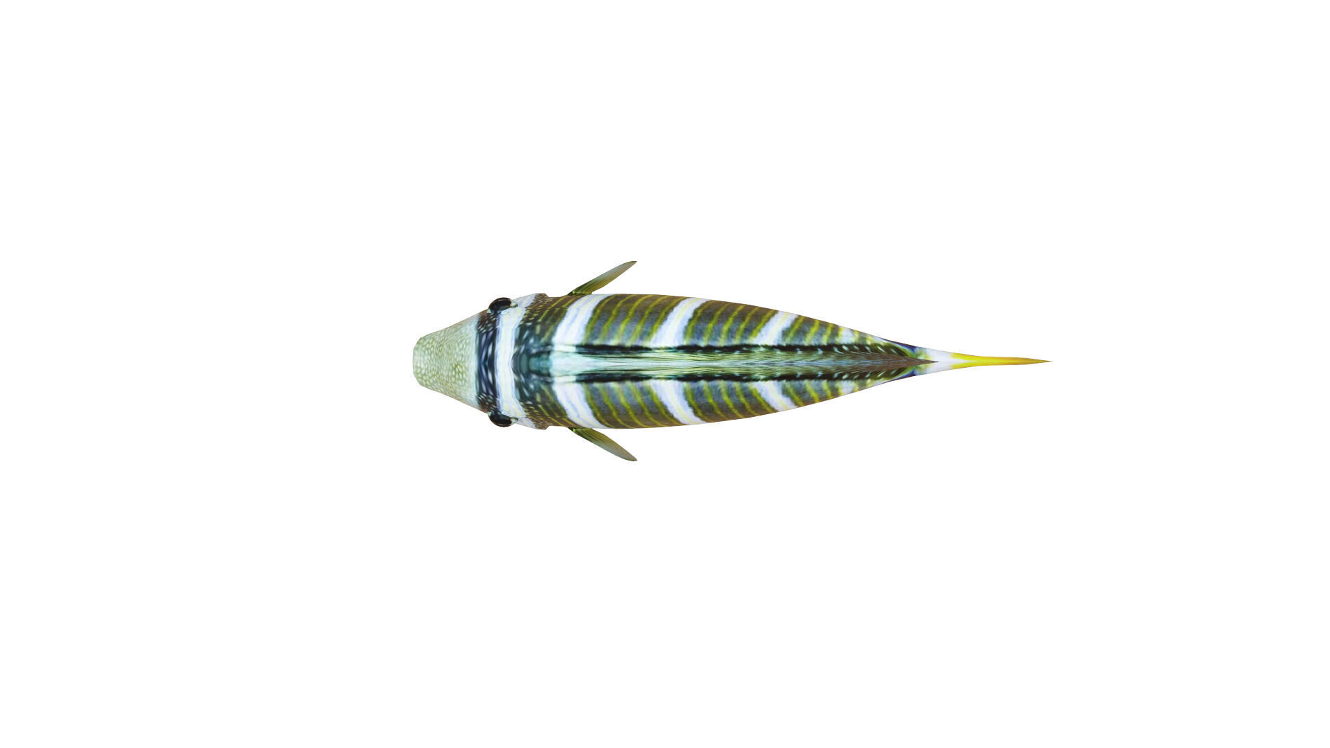 Low-Poly Striped tropical Animated  Low-poly 3D model_8