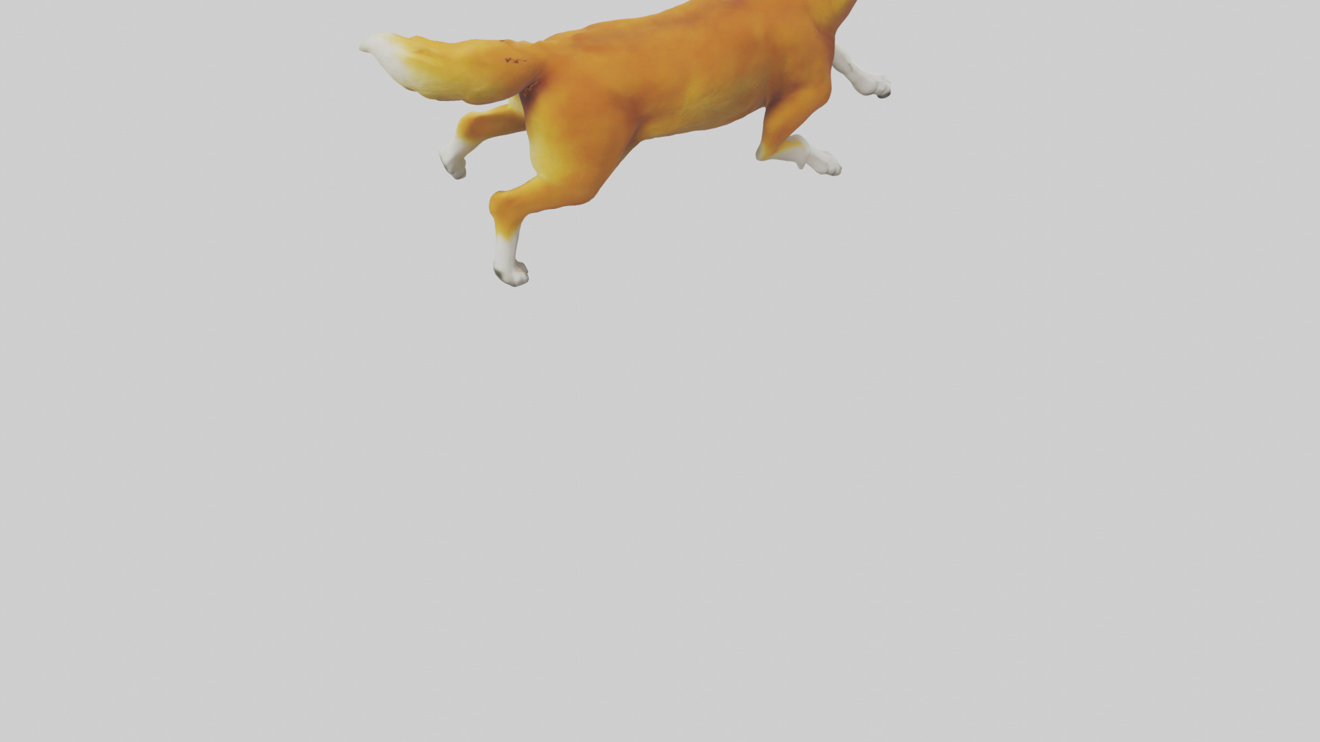 Dingo chasing prey model 3D model_4