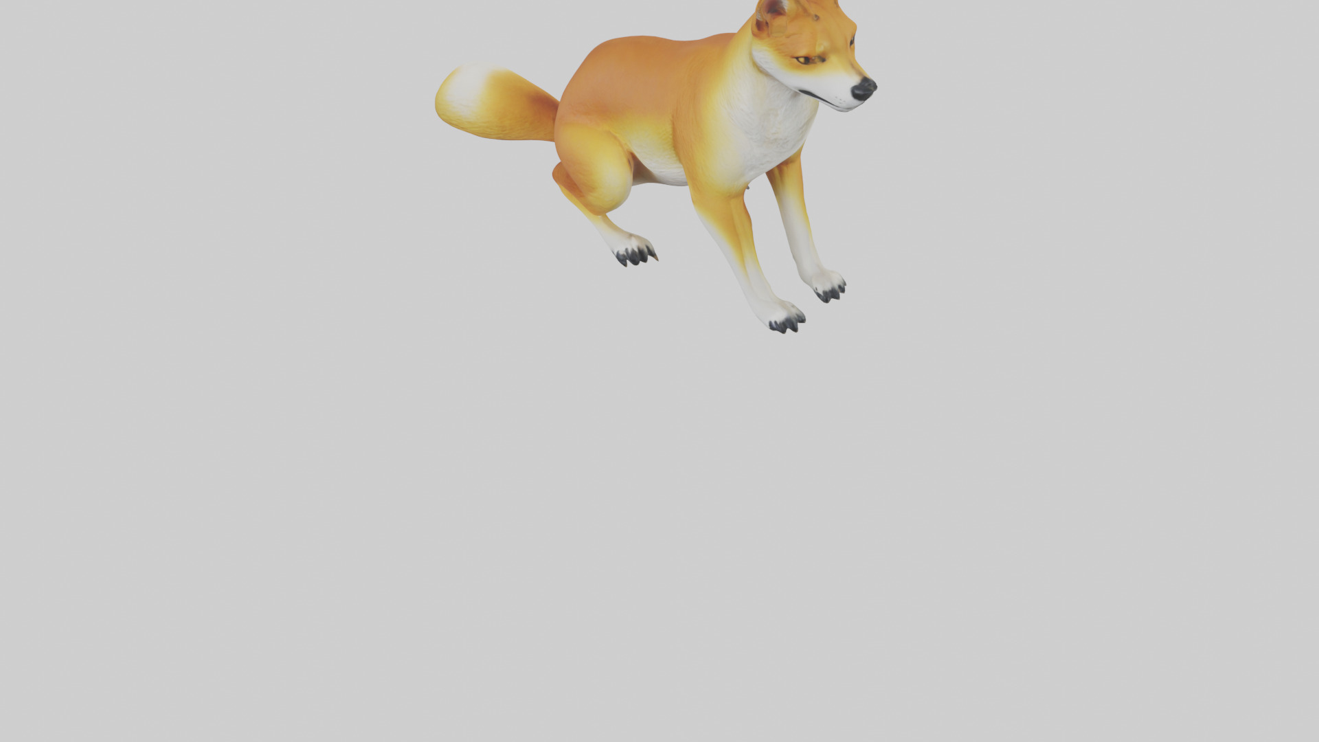 Dingo sitting model 3D model_5