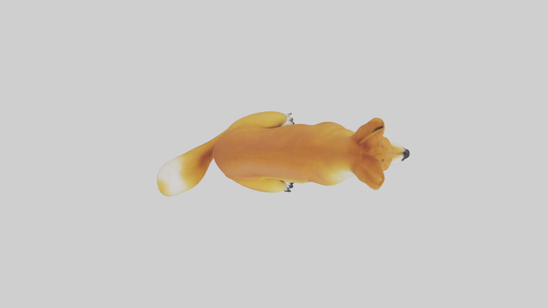 Dingo sitting model 3D model_14