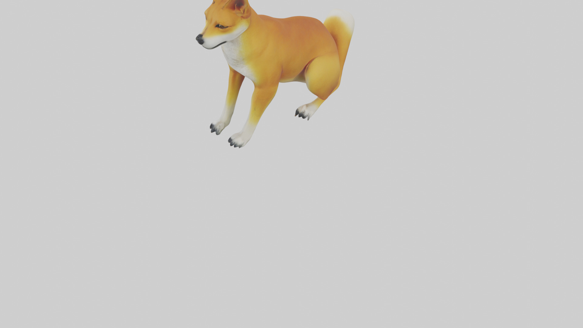 Dingo sitting model 3D model_3