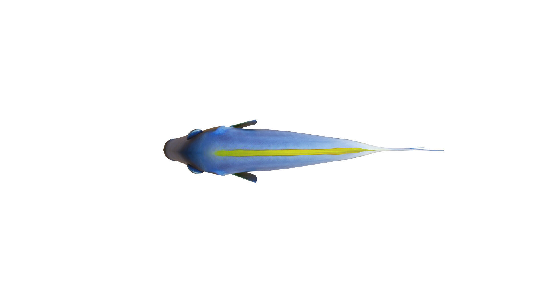 Low-Poly Acanthurus Leucosternon Animated Low-poly 3D model_9