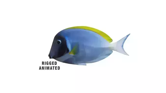 Low-Poly Acanthurus Leucosternon Animated Low-poly 3D model