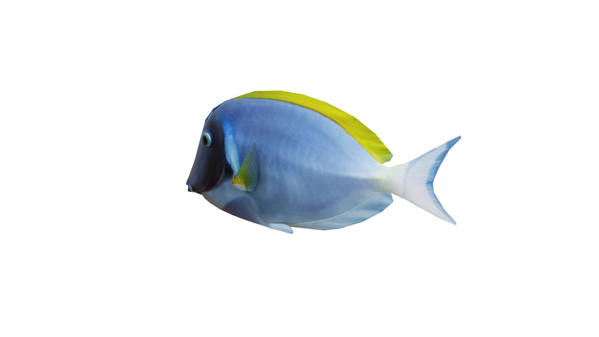 Low-Poly Acanthurus Leucosternon Animated Low-poly 3D model_4