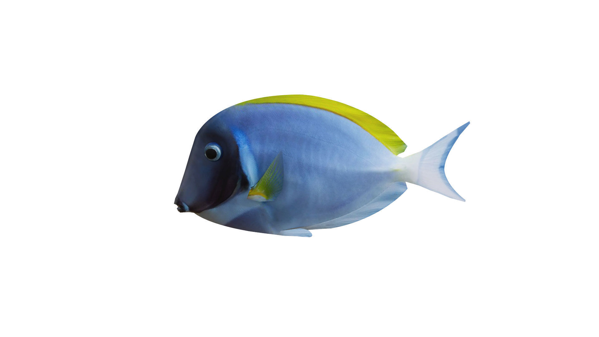 Low-Poly Acanthurus Leucosternon Animated Low-poly 3D model_1