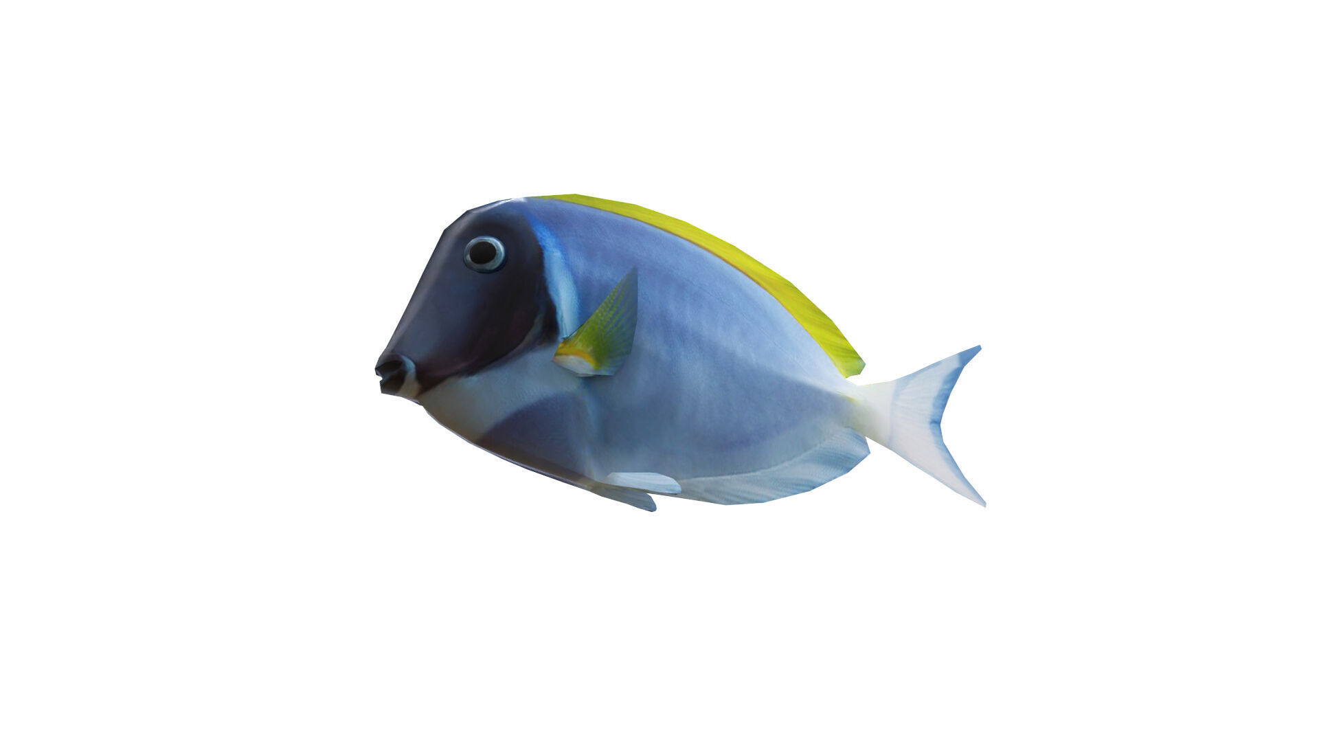 Low-Poly Acanthurus Leucosternon Animated Low-poly 3D model_10