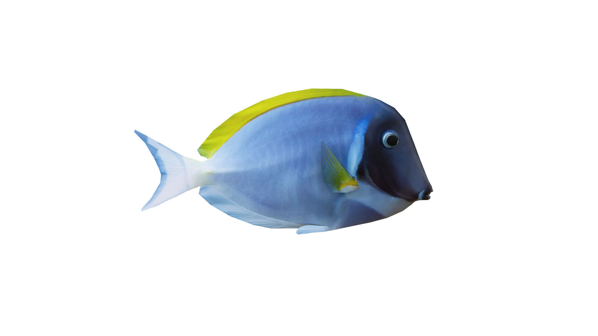 Low-Poly Acanthurus Leucosternon Animated Low-poly 3D model_6