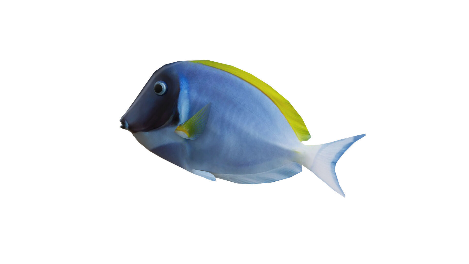 Low-Poly Acanthurus Leucosternon Animated Low-poly 3D model_2