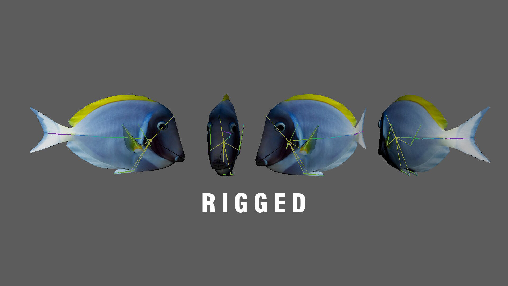 Low-Poly Acanthurus Leucosternon Animated Low-poly 3D model_7