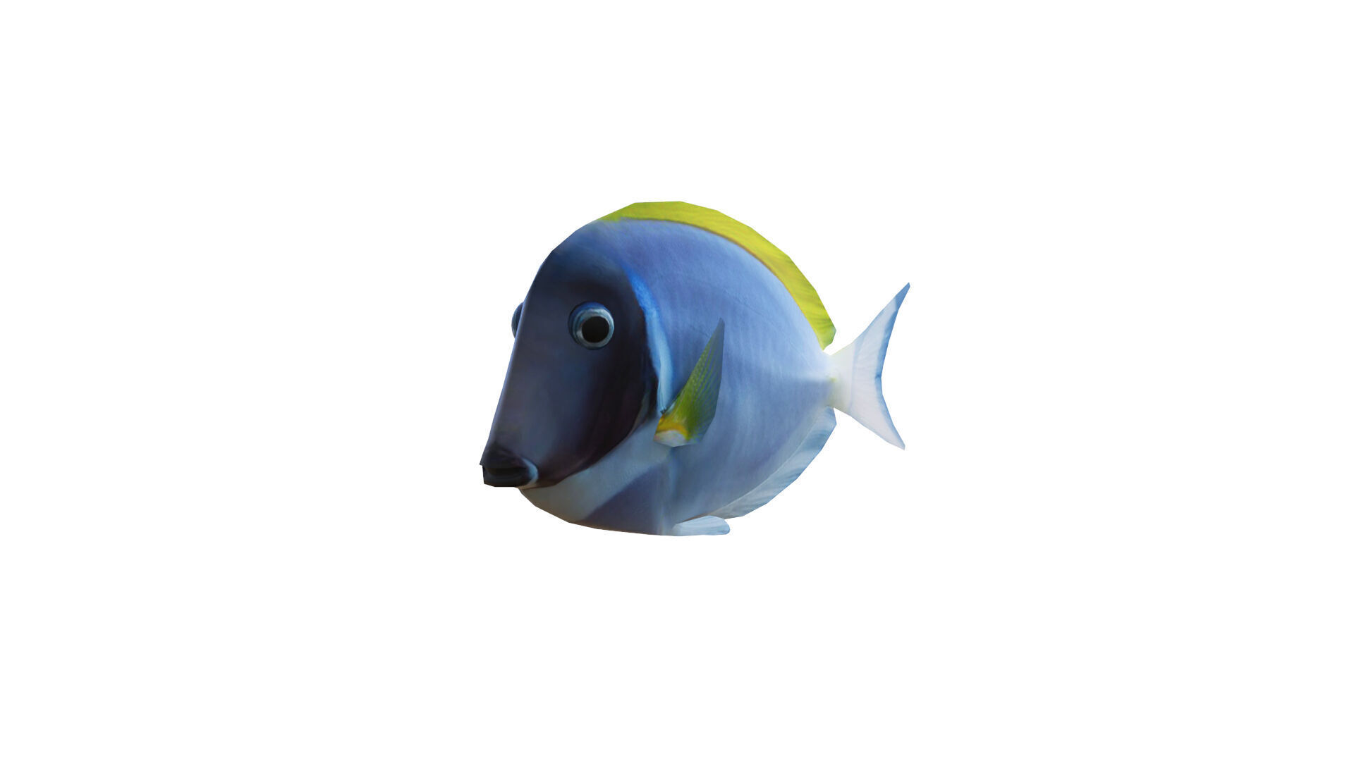 Low-Poly Acanthurus Leucosternon Animated Low-poly 3D model_5