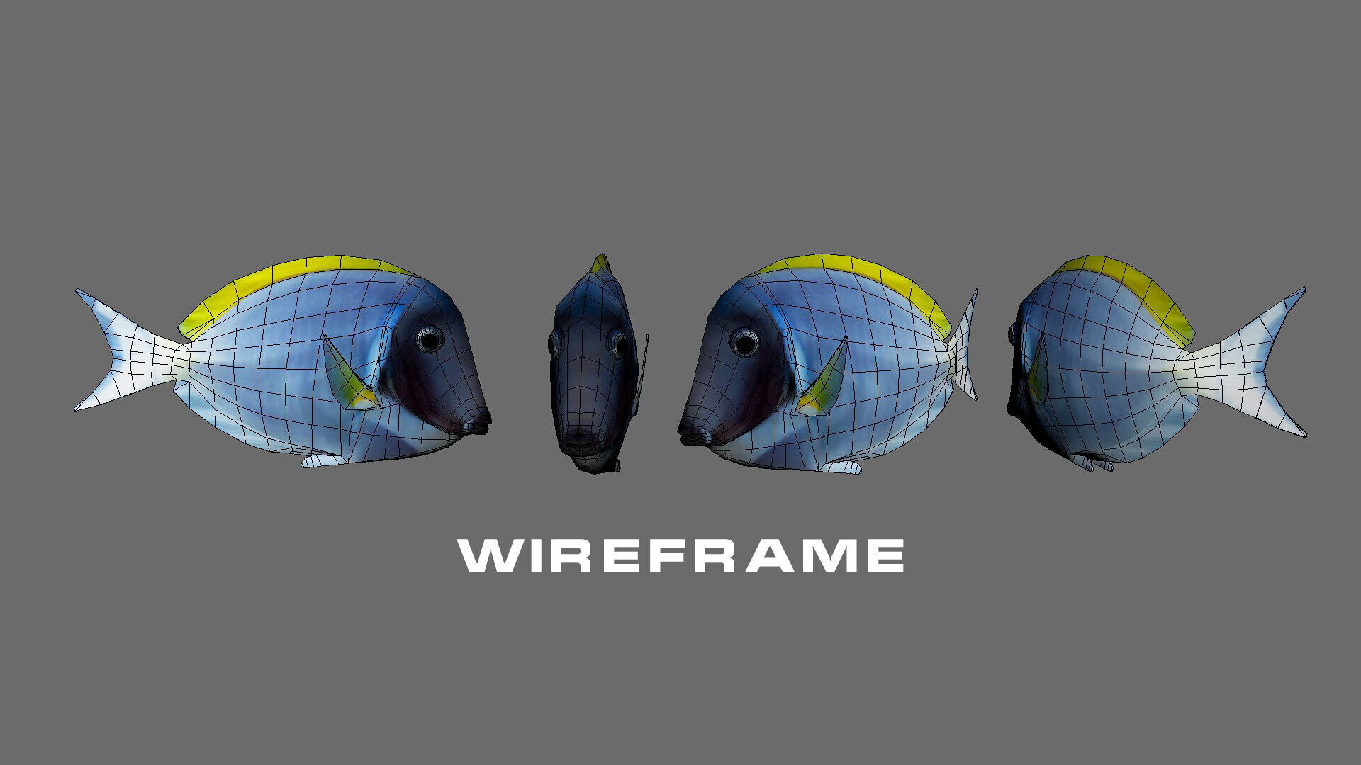 Low-Poly Acanthurus Leucosternon Animated Low-poly 3D model_8