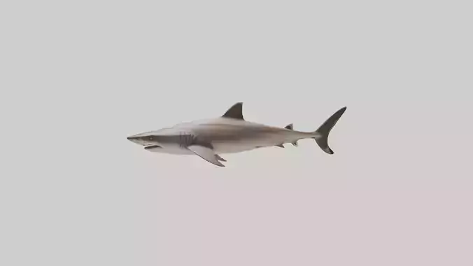 Dogfish Shark prowling model