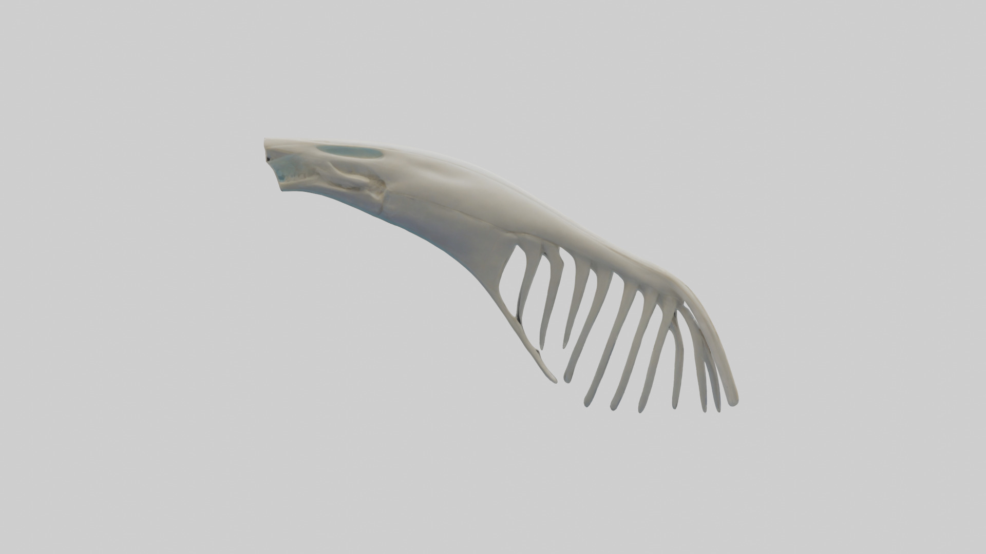 Dolphin Fin Skeleton model 3D model_9