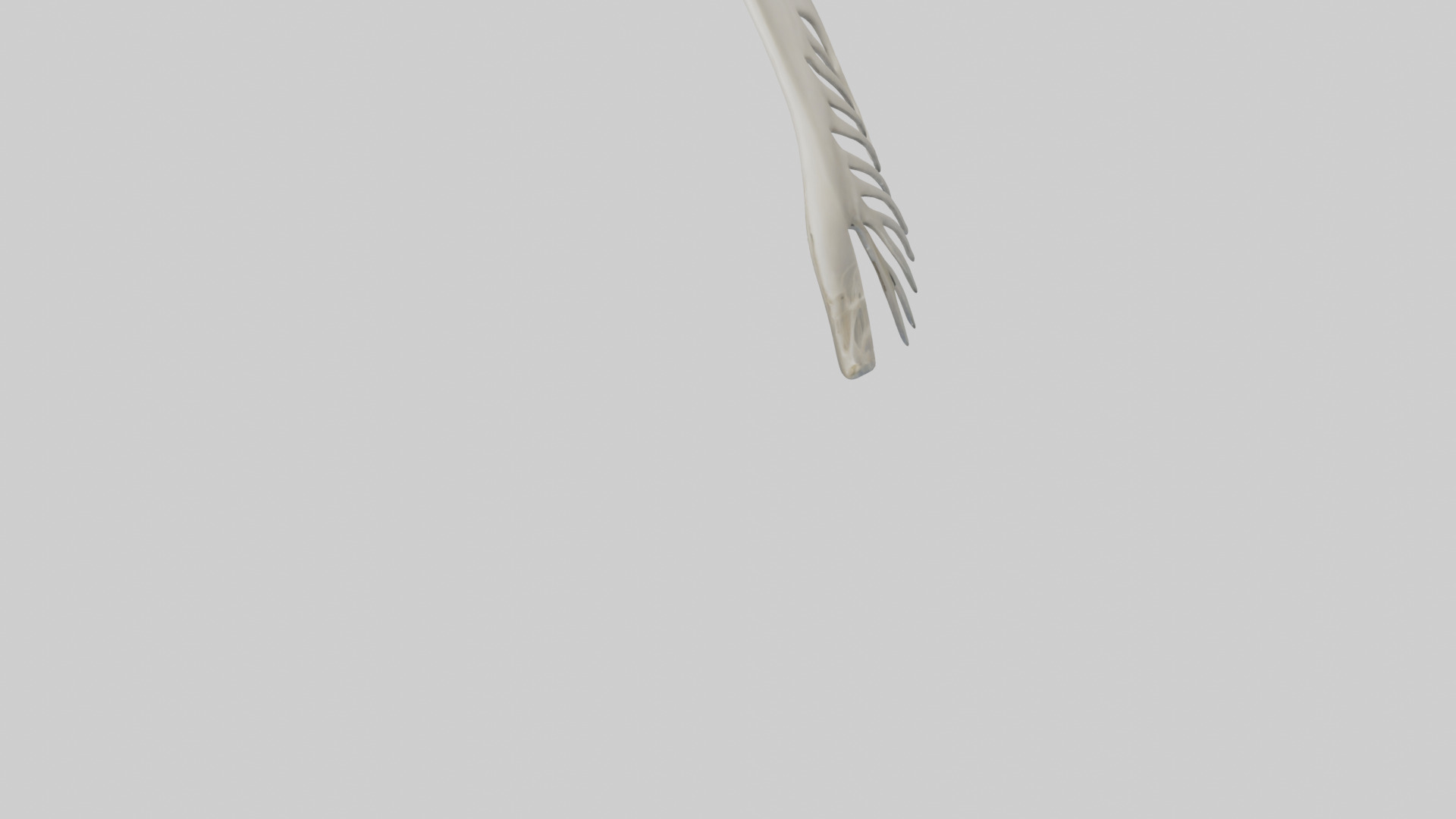 Dolphin Fin Skeleton model 3D model_5