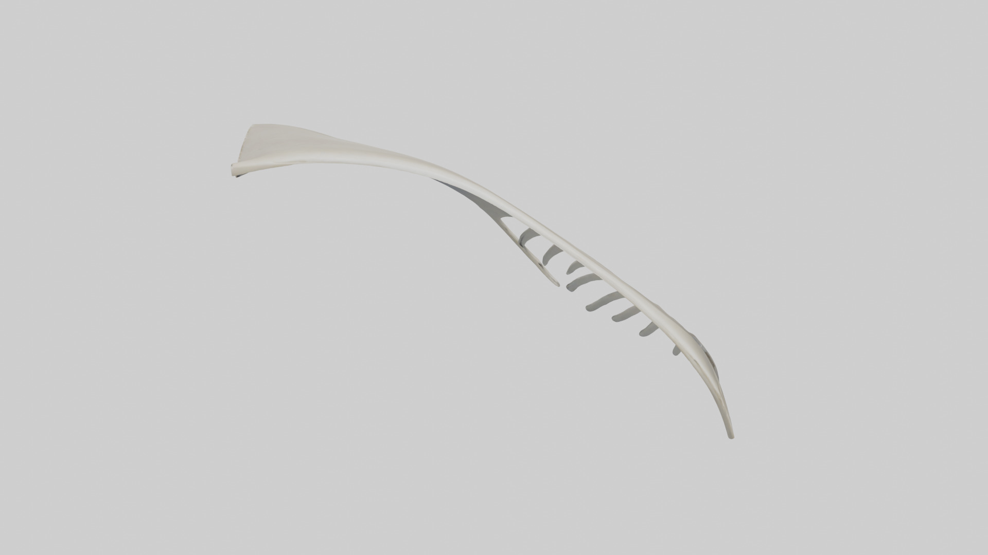 Dolphin Fin Skeleton model 3D model_16