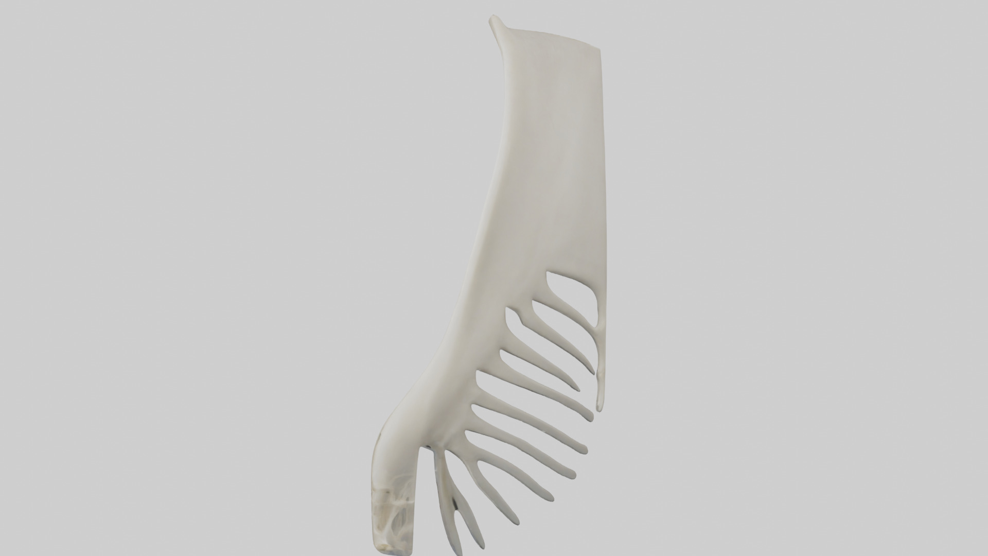 Dolphin Fin Skeleton model 3D model_17