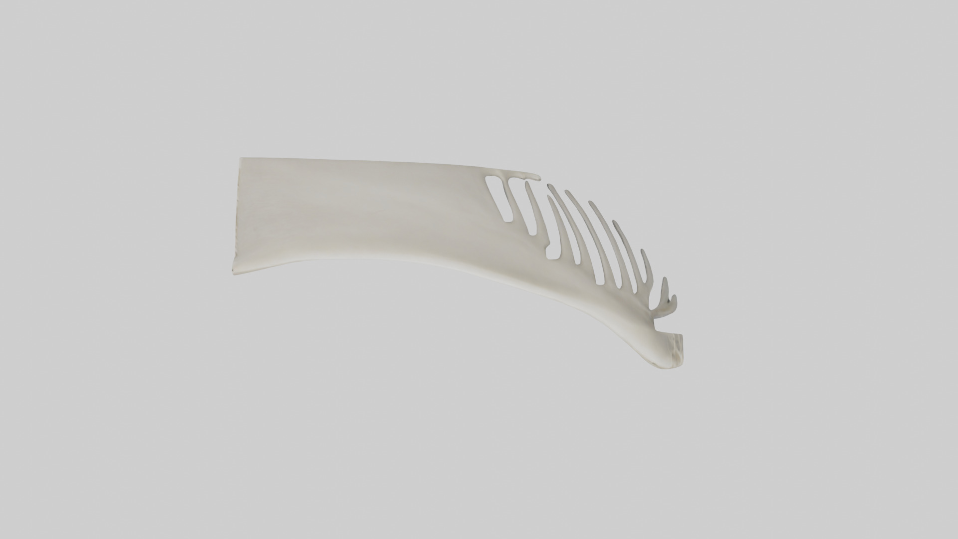 Dolphin Fin Skeleton model 3D model_14