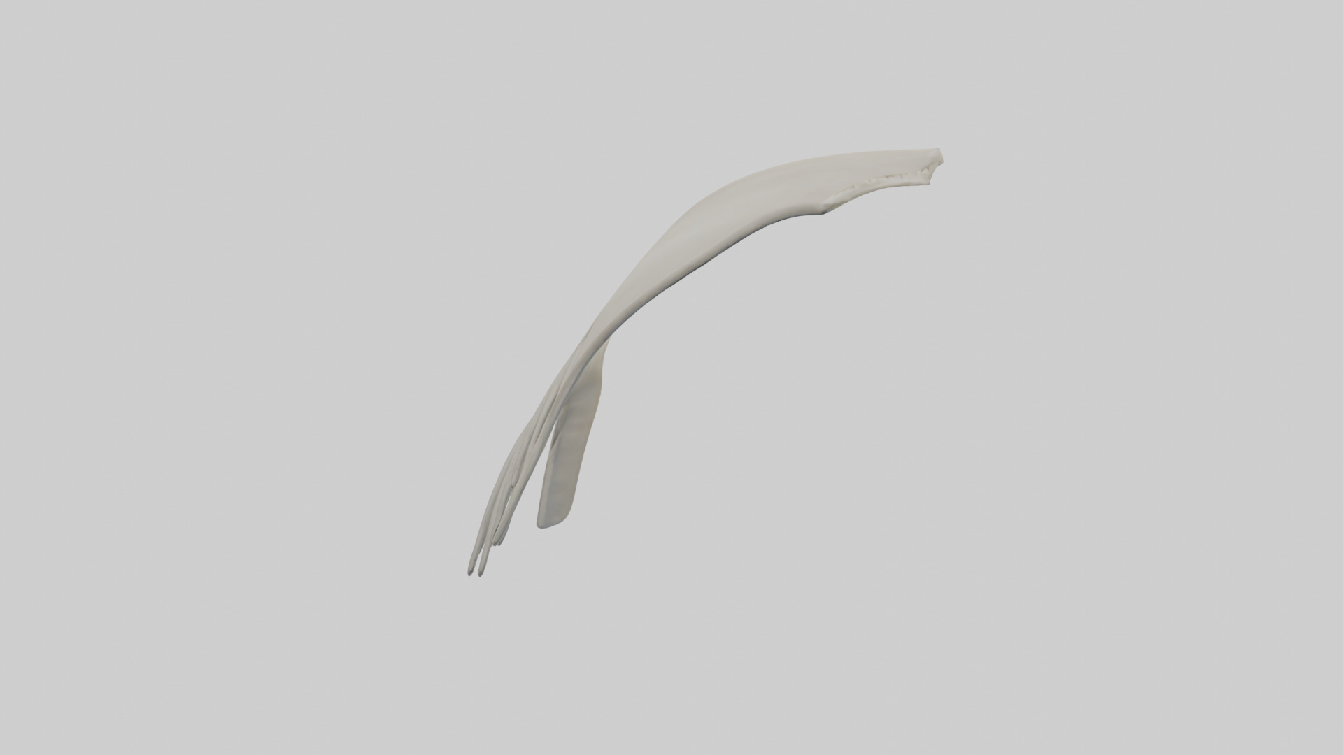Dolphin Fin Skeleton model 3D model_2