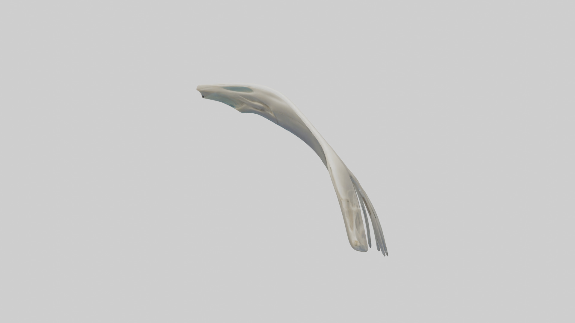 Dolphin Fin Skeleton model 3D model_10
