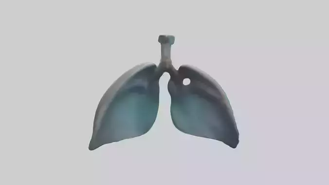 Dolphin Lungs