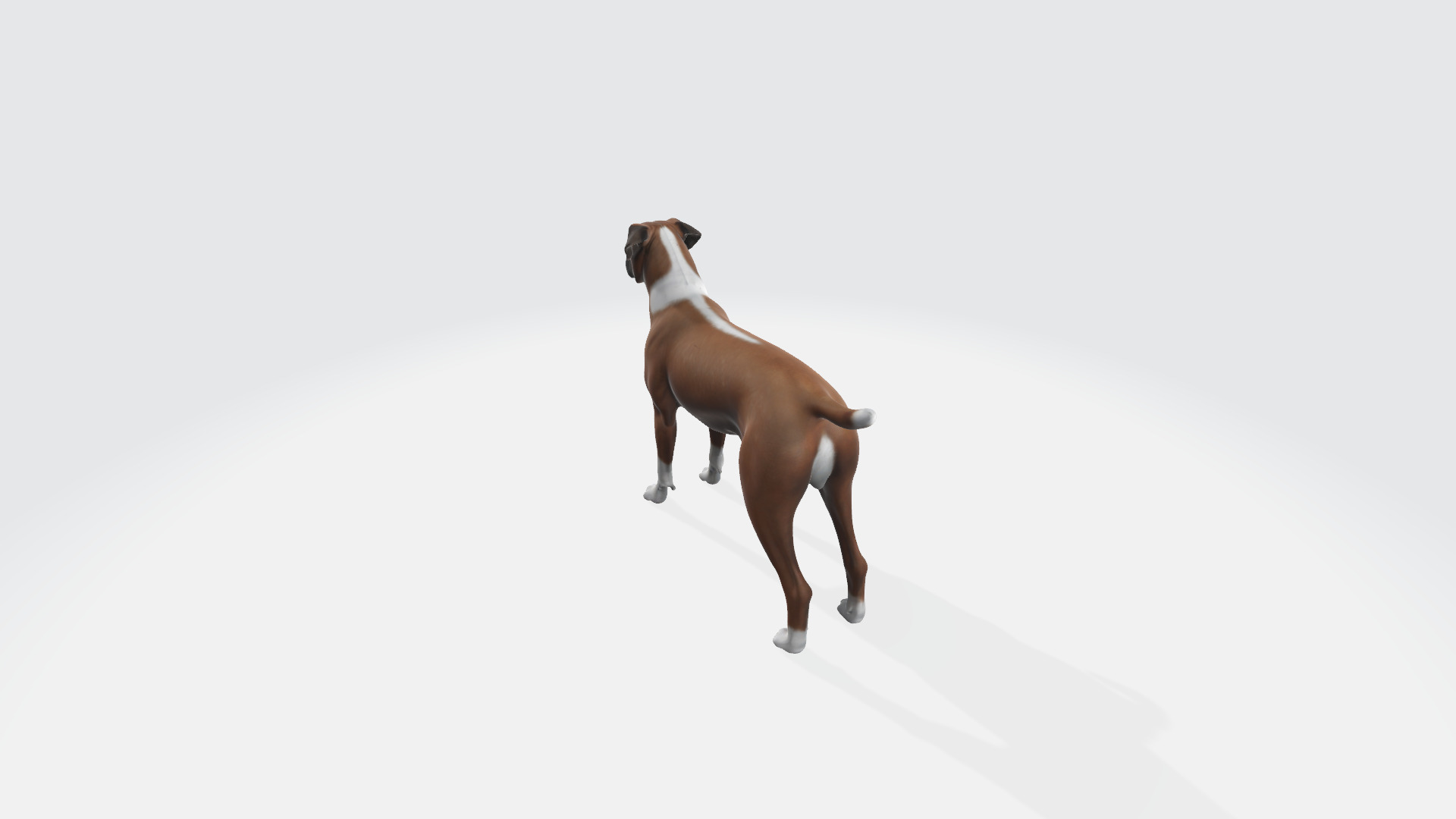 Boxer Blaze Low-poly 3D model_4