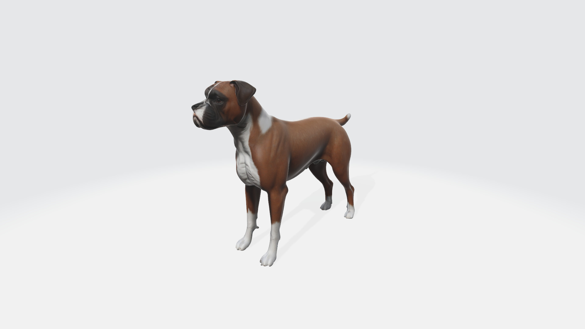 Boxer Blaze Low-poly 3D model_3
