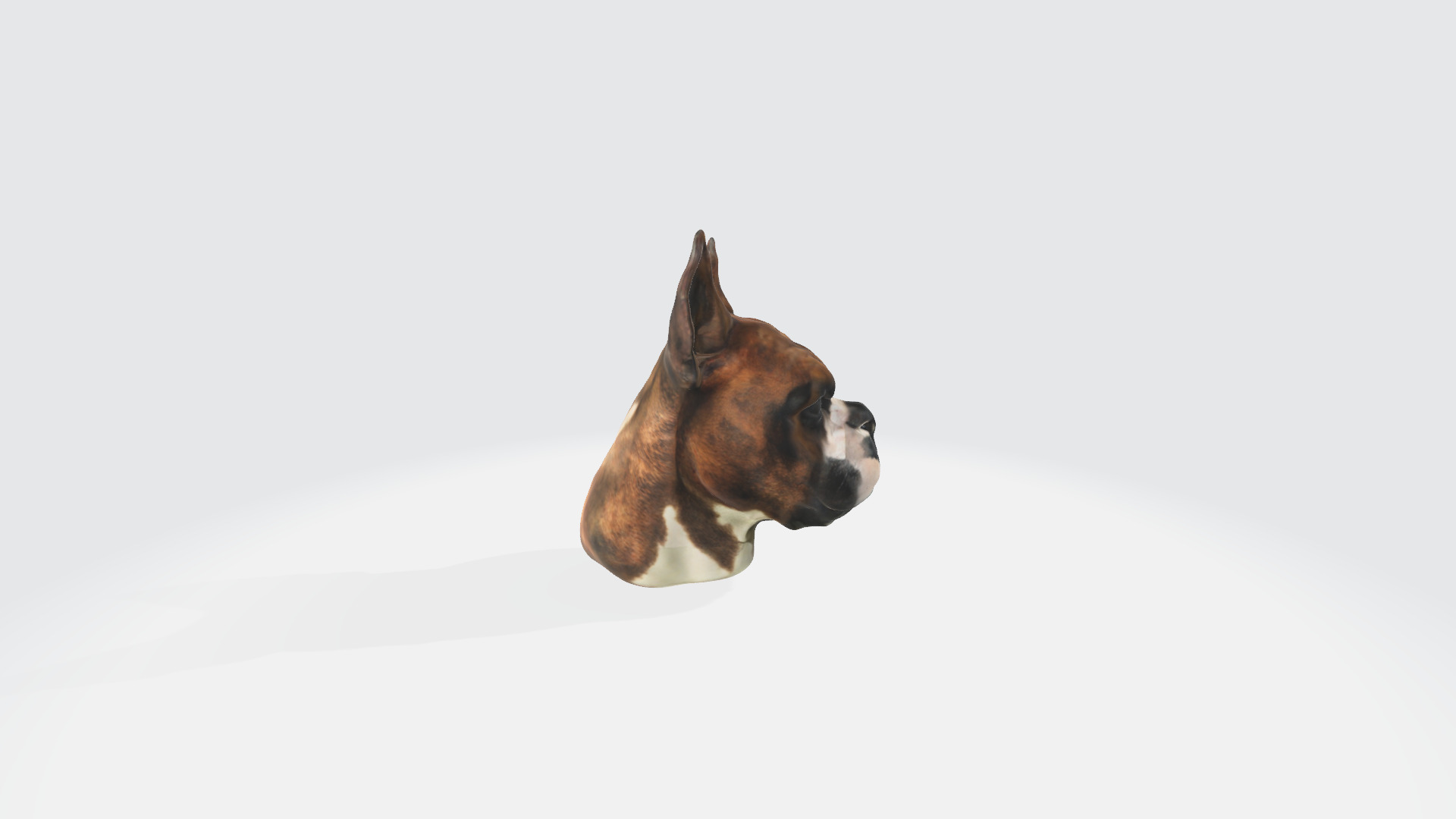 Boxer Blaze Low-poly 3D model_2