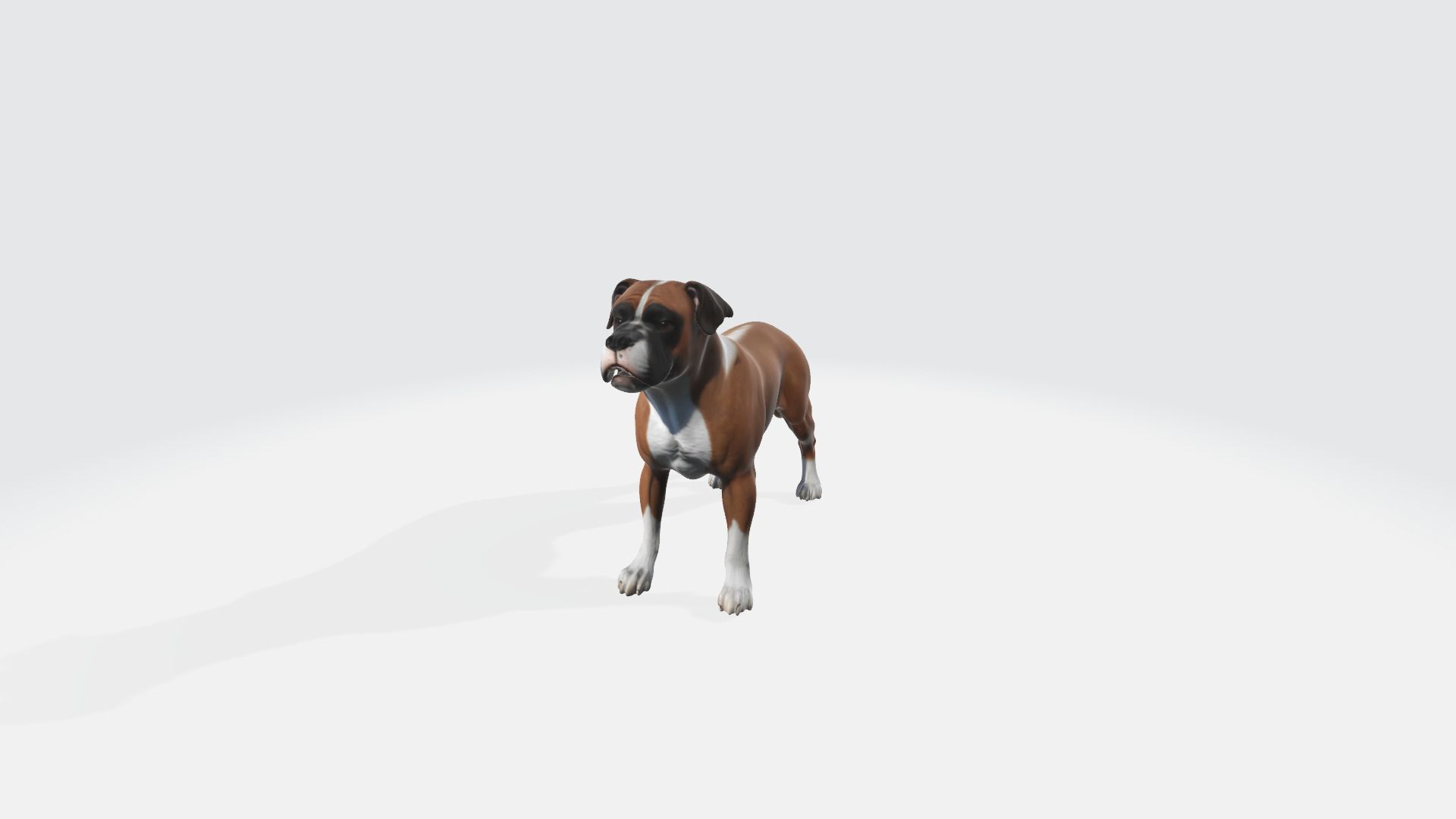 Boxer Blaze Low-poly 3D model_1