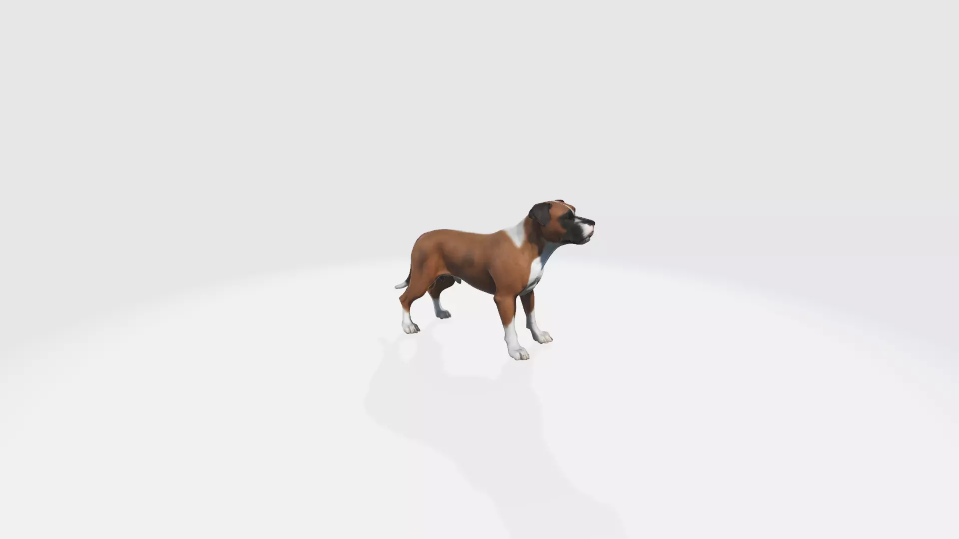 Boxer Blaze Low-poly 3D model_0