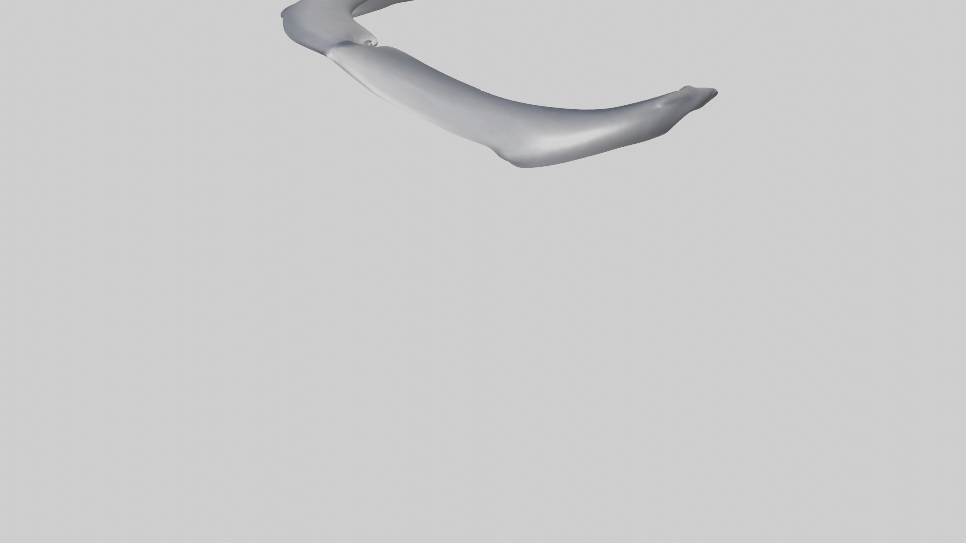 Dolphin Rib 3D model_5