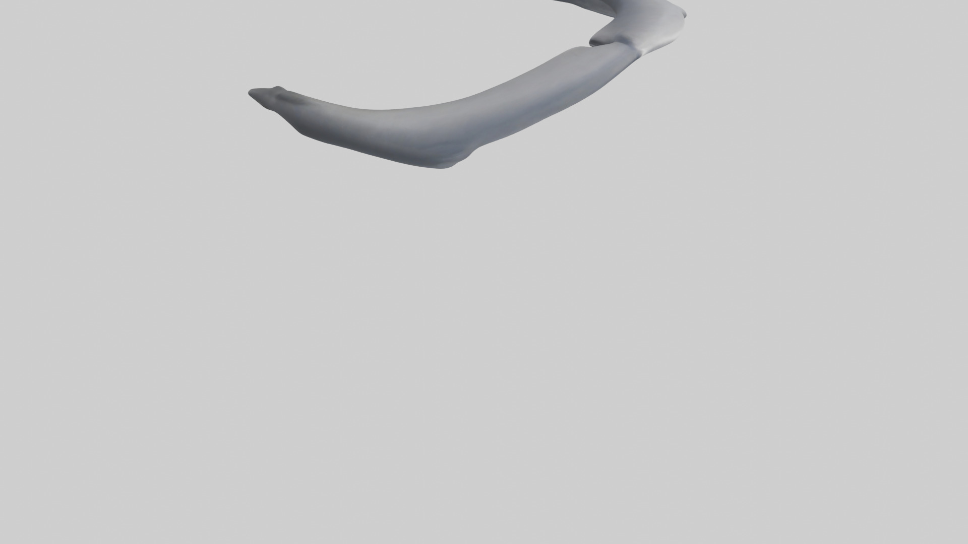 Dolphin Rib 3D model_6