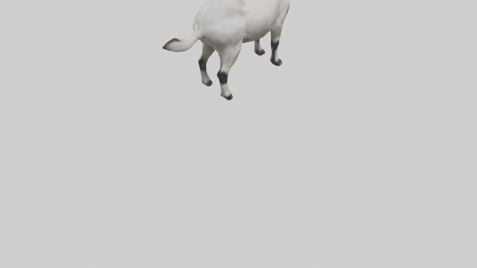 Domesticated Goat standing model 3D model_6