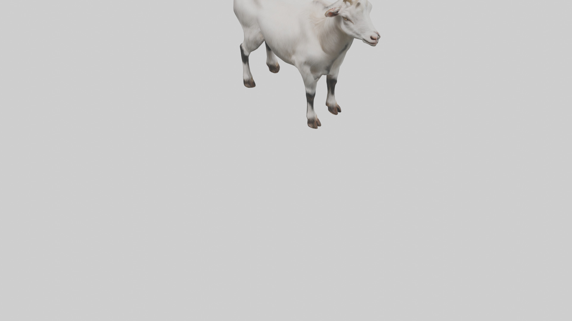 Domesticated Goat standing model 3D model_5