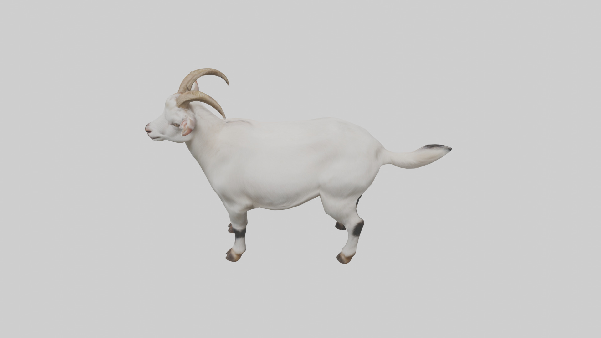 Domesticated Goat standing model 3D model_15