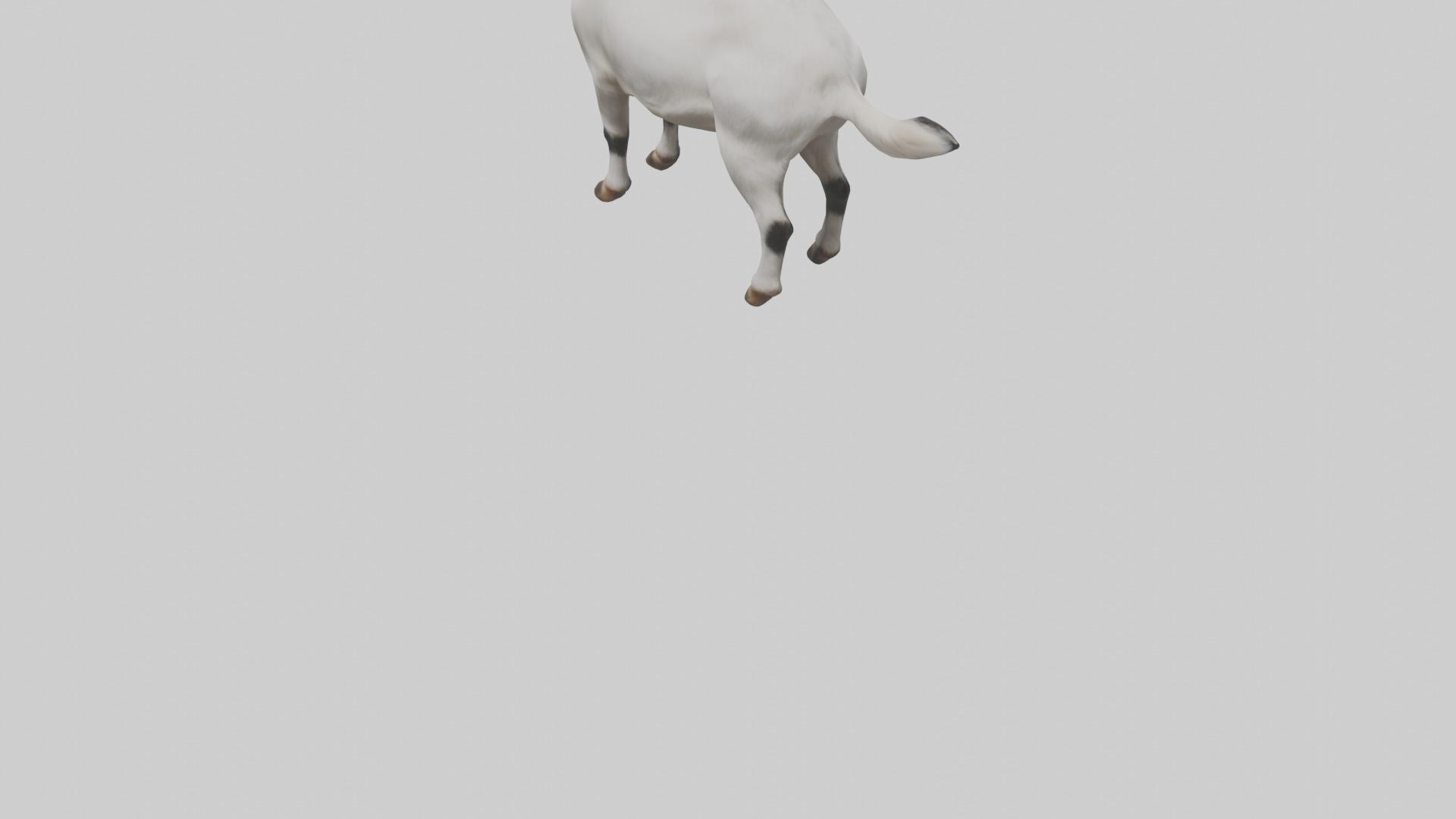 Domesticated Goat standing model 3D model_4