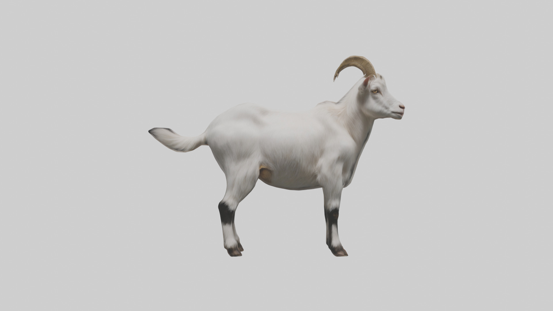 Domesticated Goat standing model 3D model_9