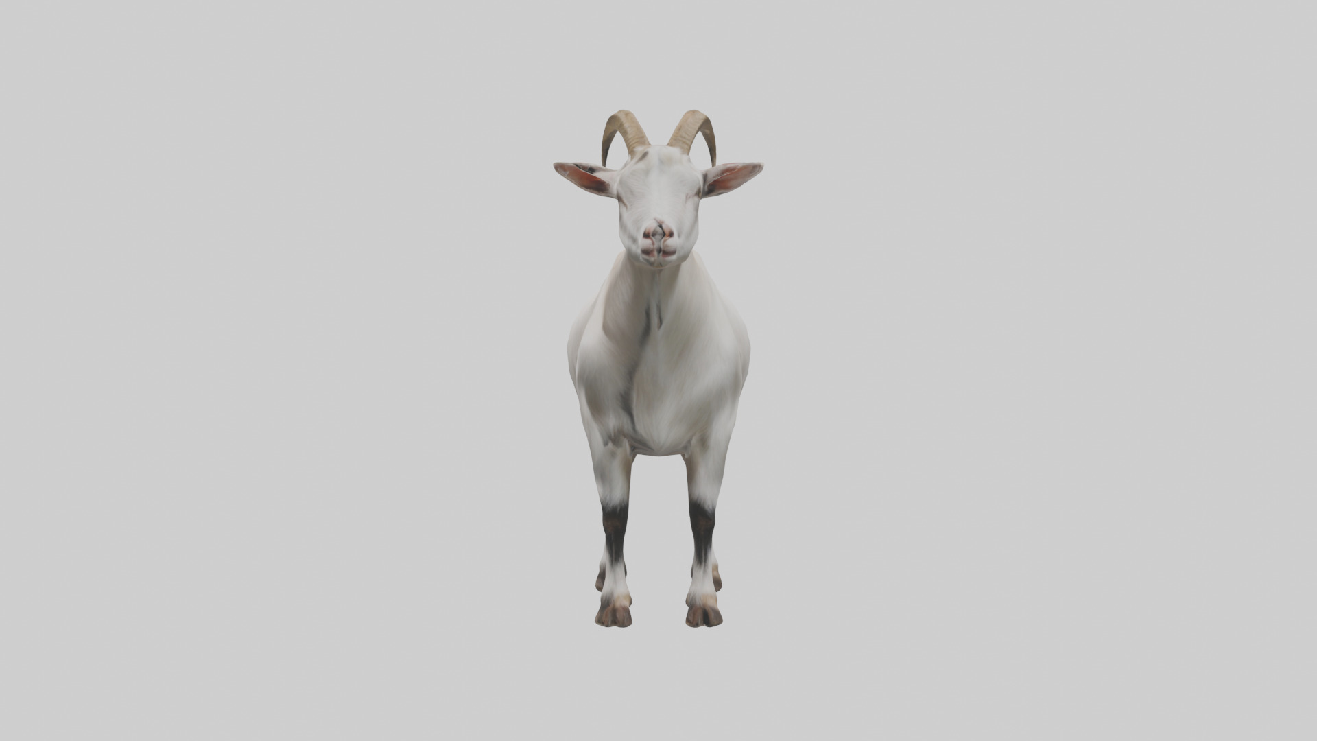 Domesticated Goat standing model 3D model_12