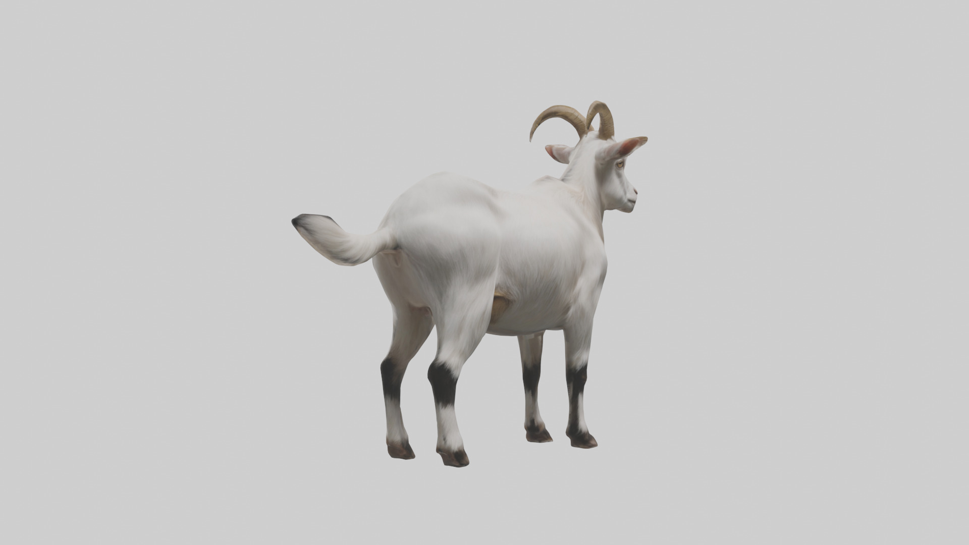 Domesticated Goat standing model 3D model_11