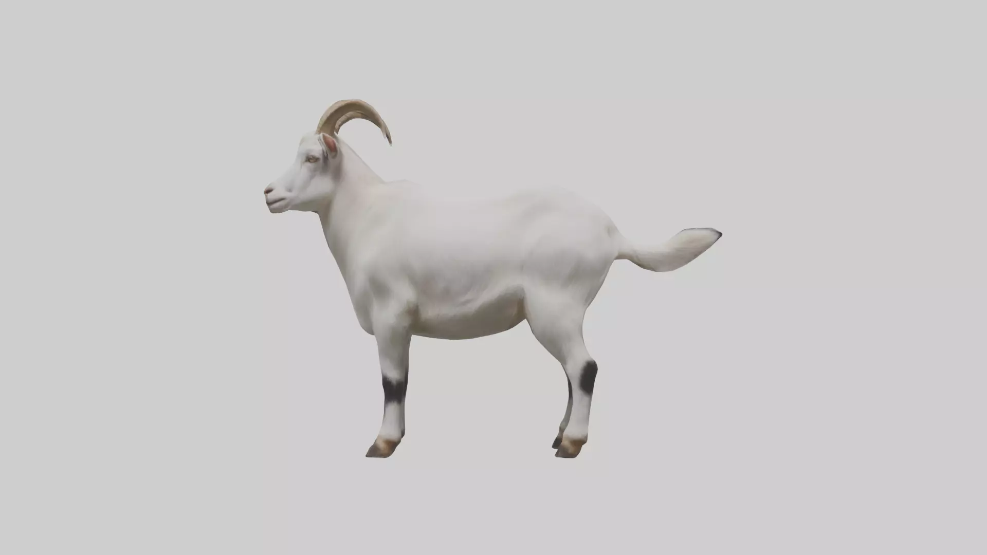 Domesticated Goat standing model 3D model_0