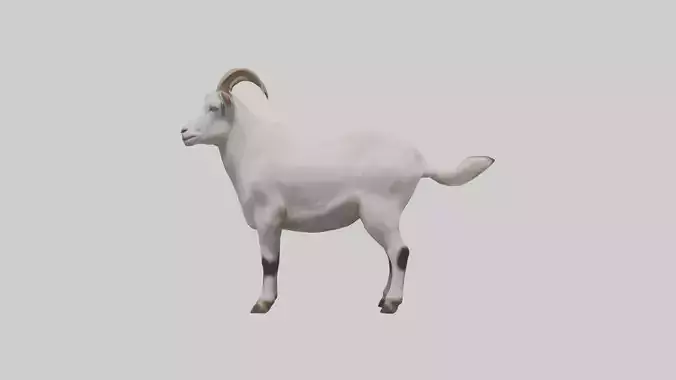 Domesticated Goat standing model