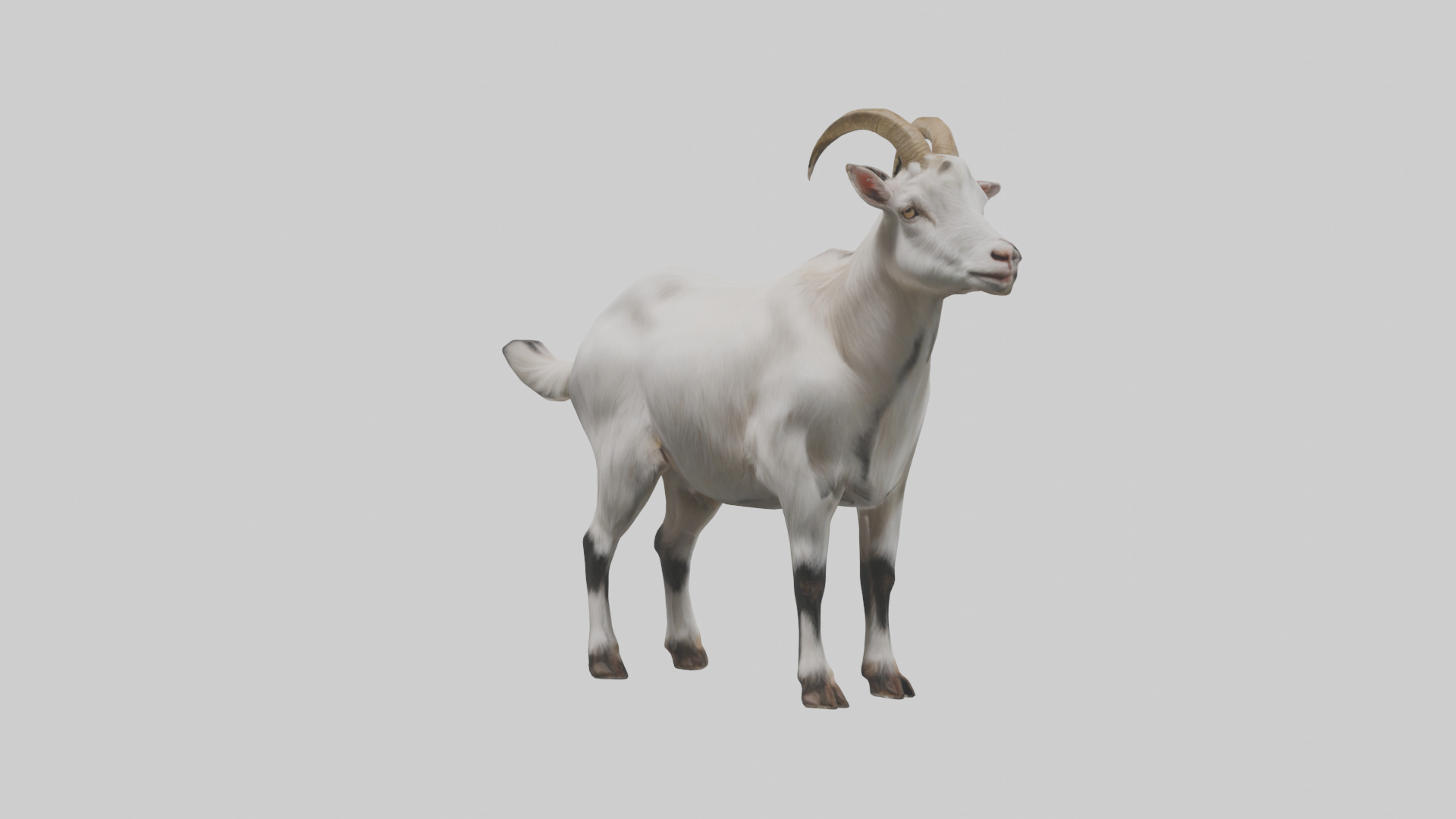 Domesticated Goat standing model 3D model_8