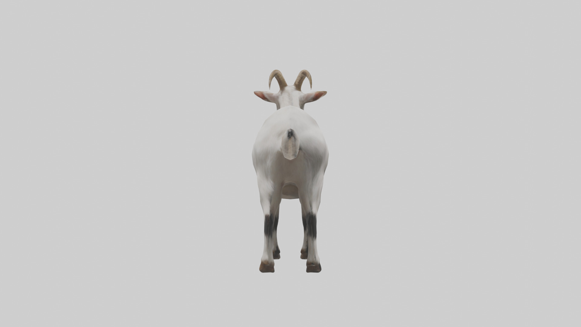 Domesticated Goat standing model 3D model_13