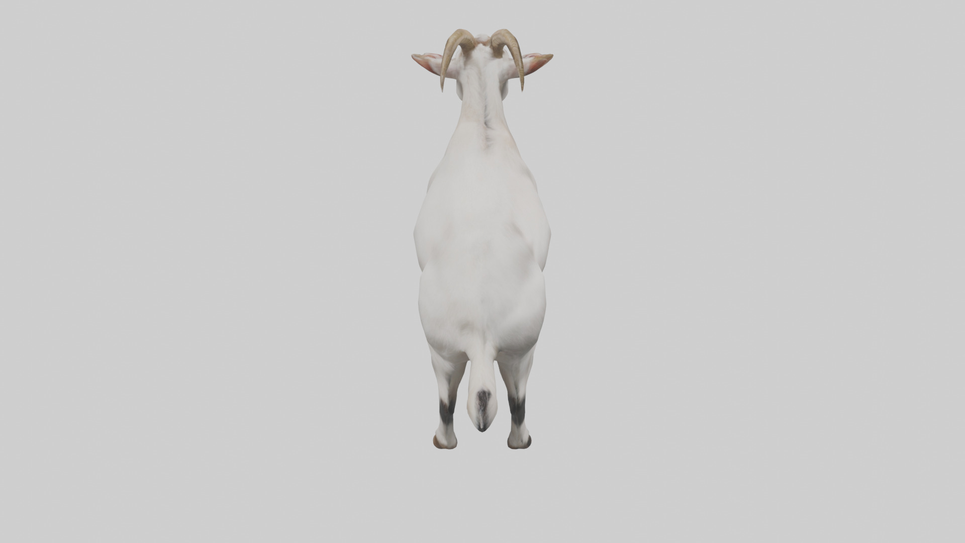Domesticated Goat standing model 3D model_18
