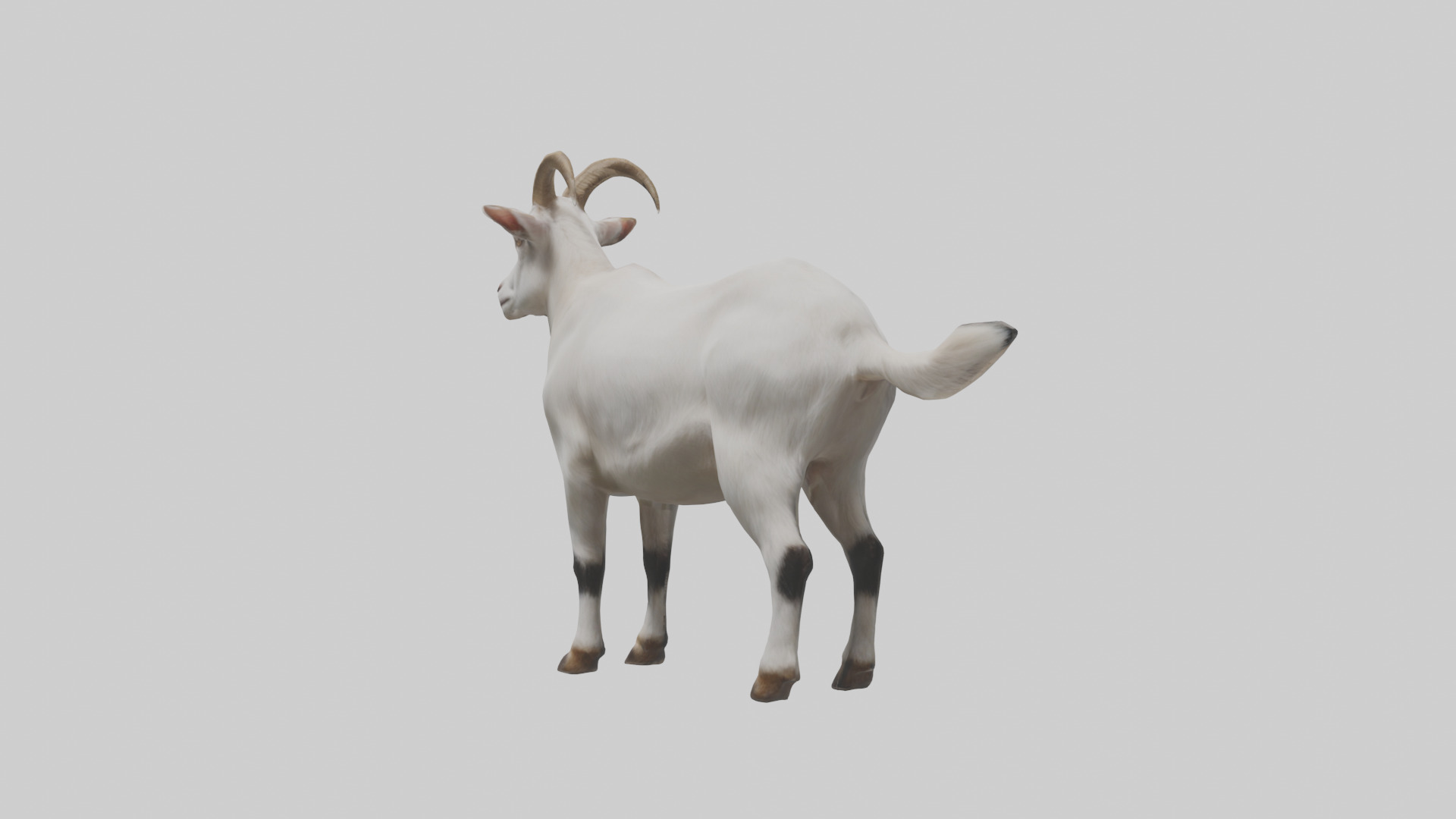 Domesticated Goat standing model 3D model_2