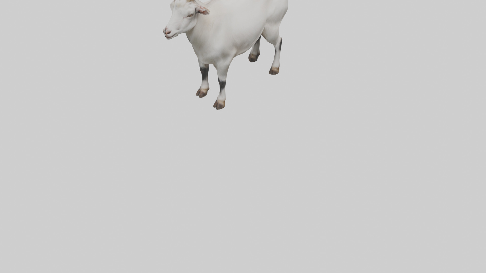 Domesticated Goat standing model 3D model_3